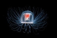 immortal-jellyfish-turritopsis-nutricula-1-e1359400499714